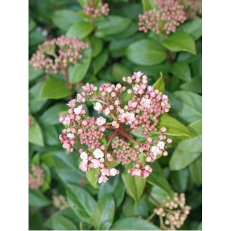 Viorne tin, Laurier tin 'Gwenlian' Pot de 2L/3L (1/4)
