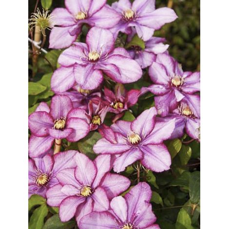 Clématite 'Paradiso' Pot de 2L/3L