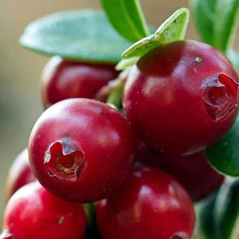 MIRTILLO AMERICANO VACCINIUM MACROCARPON EARLY BLACK, VASO 15CM (1 PIANTA) (1/2)