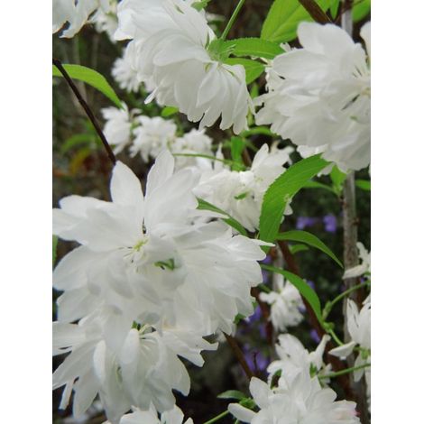 Prunus glandulosa 'Alboplena' Pot de 2L/3L (1/2)