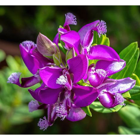 POLYGALA MYRTIFOLIA in vaso da 19cm