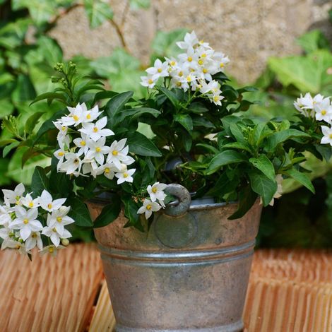 Solanum blanc, Morelle faux jasmin/Pot de 3L - Echelle bambou 60/120 cm (1/3)