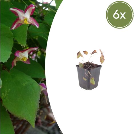 Lot de 6 Epimedium rubrum - Fleur des Elfes Couvre-sol Ombre - Rose Rouge - 10-25 cm - PANGIVO (1/5)