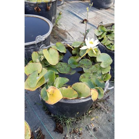 Nymphaea