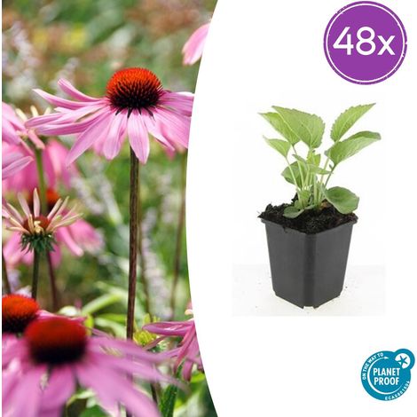 Lot de 48 Echinacea purpurea 'Magnus' Rudbeckie Pourpre Vivace Mellifère Rose Pot Ø9 cm - PANGIVO (1/5)