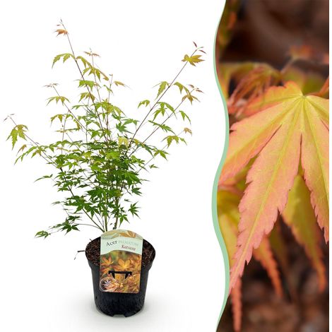 Érable du Japon Acer palmatum Katsura Plante d'Extérieur pour Terrasse et Jardin Orange 70 cm - PANGIVO (1/5)
