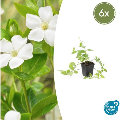 Lot de 6 Vinca major 'Alba' Pervenche Blanche Couvre-sol Persistant Hauteur 10-25cm Pot Ø 9cm - PANGIVO (1/5)
