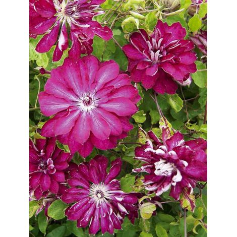 Clématite 'Red Passion' Pot de 2L/3L