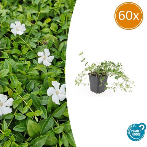 Lot de 60 Vinca minor 'Gertrude Jekyll' Couvre-sol Persistant Fleurs Blanches 10-25 cm Ø 9 cm - PANGIVO (1/5)