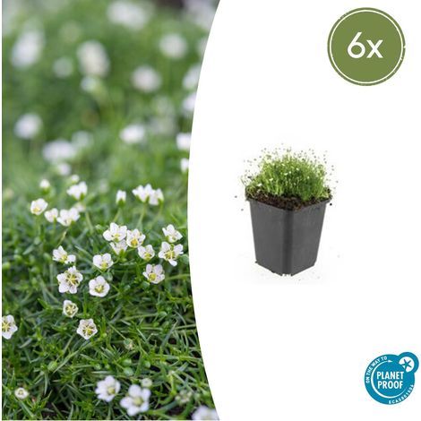 Sagina subulata Mousse Irlandaise Lot de 6 Plantes Couvre-sol Persistantes Vertes Ø 9 cm 10-25 cm - PANGIVO (1/5)