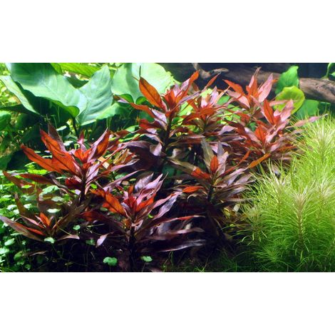 Aquarium Pflanze Ludwigia glandulosa Nr.335A