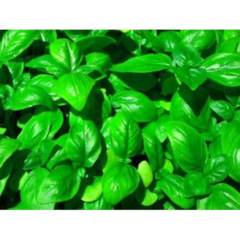 30 graines de basilic Genovese Seeds (1/5)