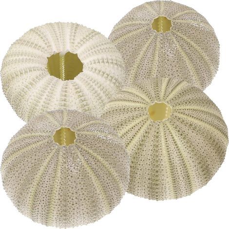 KLVGTIFS PU - Lot de 4 coquillages d'oursins naturels pour la décoration intérieure, artisanat de plage (couleur aléatoire), accessoires pour la maison (1/4)