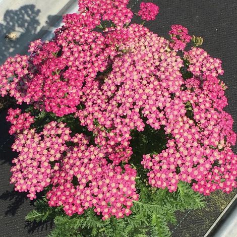 Achillée millefeuille Milly Rock™ Rose/Pot de 3L - 20/40 cm (1/3)