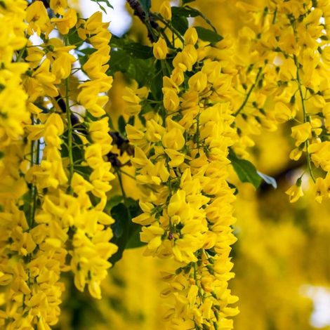 Pépinières Naudet – Acacia jaune – Arbre caduc 3-5m – Fleurs jaunes en mai – Idéal pour haie – Espèce arborescente résistante