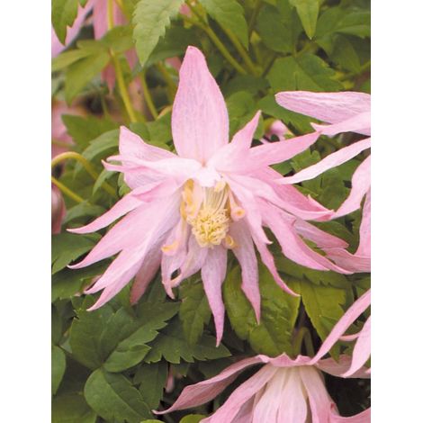 Clématite macropetala Country Rose® 'zocoro' Pot de 2L/3L (1/2)