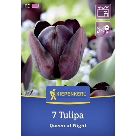 Kiepenkerl Herbstblumenzwiebel Tulpe Queen of Night 7 Stück (1/2)