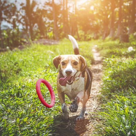 EVA-Trainingsring für Hunde, schwimmendes interaktives Spielzeug für draußen (1/5)