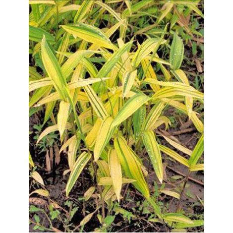 Pleioblastus auricoma Pot de 1L/1,5L