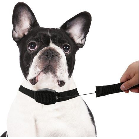 166004 Collier élastique pour chiens de taille moyenne ou petite 145 cm.