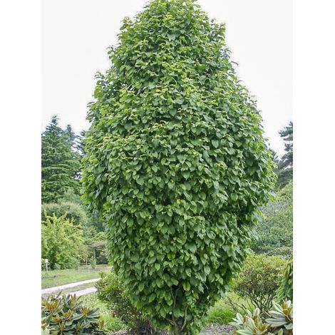 Charme commun 'Monumentalis' Pot de 2L/3L (1/3)