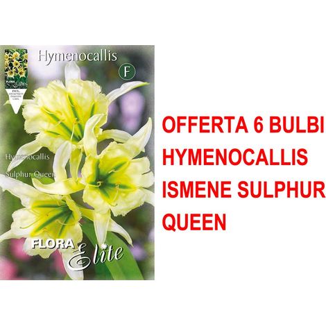BULBI PRIMAVERILI OFFERTA 6 BULBI HYMENOCALLIS ISMENE SULPHUR QUEEN BULBS BULBES