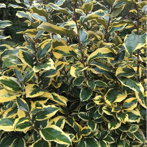 Gardenaria Elaeagnus ebbingei 'Viveleg' - Arbusto ornamentale da giardino - Altezza: 40/60 cm (vaso19) (1/5)