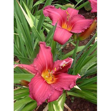 Lis d'un jour, Hémérocalle 'Summer Wine' Godet de 8/9 cm (1/2)