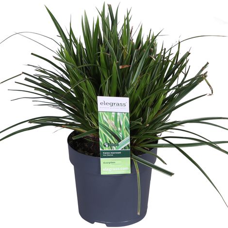 Carex morrowii 'Ice Dance' Plante Ornementale Laîche du Japon Feuillage Panaché Ø14cm H30cm - PANGIVO (1/5)