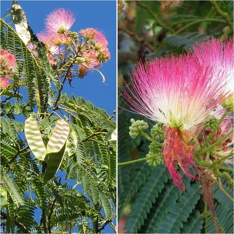 Semillas de Acacia de Constantinopla. Albizia Julibrissin. 50 Gramos