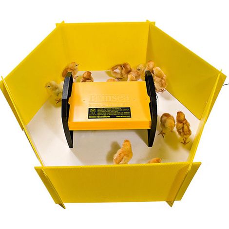 Pack criadora y Corral para Pollitos - Incluye Criadora ECOGLOW 600 de Brinsea