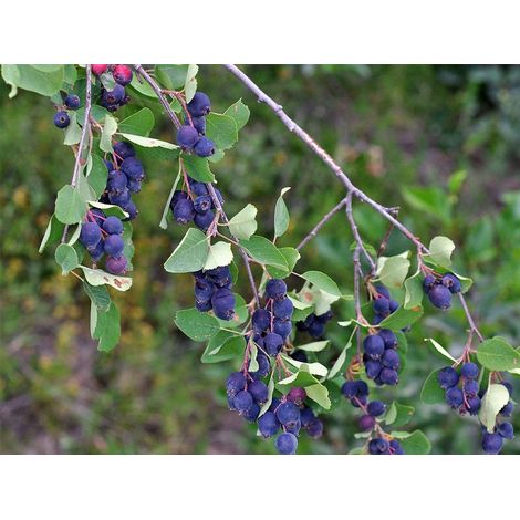 AMELANCHIER ALNIFOLIA (1 PIANTA)