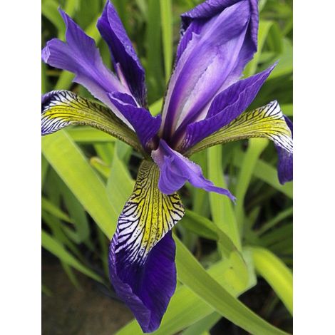 Iris robusta 'Dark Aura ' Godet de 8/9 cm (1/2)