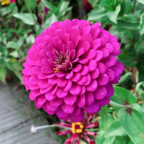 1000 graines de zinnia Zinnias éclatants, parfaits pour les jardins de pollinisation, massifs et plantes en pot Faciles à cultiver, violettes (1/5)