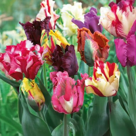bulbi di TULIPANI PAPPAGALLO MIX 11/12