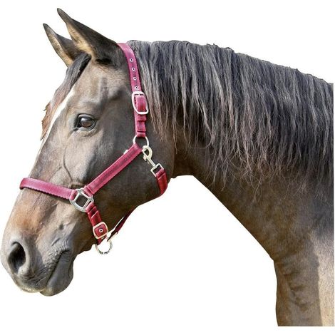 1 Licou Cheval Polyamide Réglable Muserole Têtière Doublure Équitation