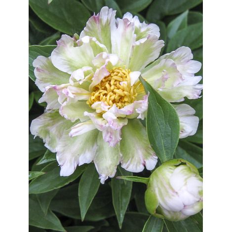 Pivoine de Chine 'Green Lotus' Pot de 3L/4L