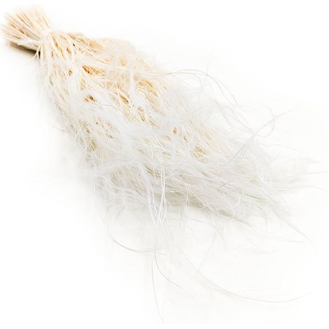 Stipa essiccata - Stipa pennata - Sbiancata (1/5)