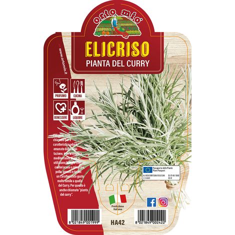 ELICRISO O PIANTA DEL CURRY IN VASO 14CM