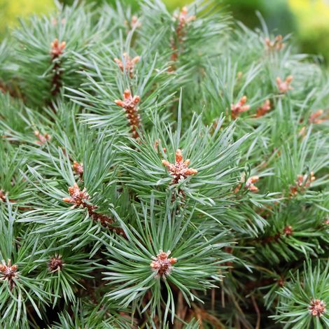 Pin sylvestre Martham - Pinus sylvestris Martham 20/25cm Pot 8L (1/4)