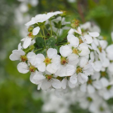 Spirée dentelée, Spiraea/Pot de 7,5L - 60/80 cm