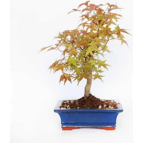 Bonsai Acero Palmato Deshojo - Acer Palmatum - Vaso - H 30-35 cm Vaso Ø 19 cm (1/3)