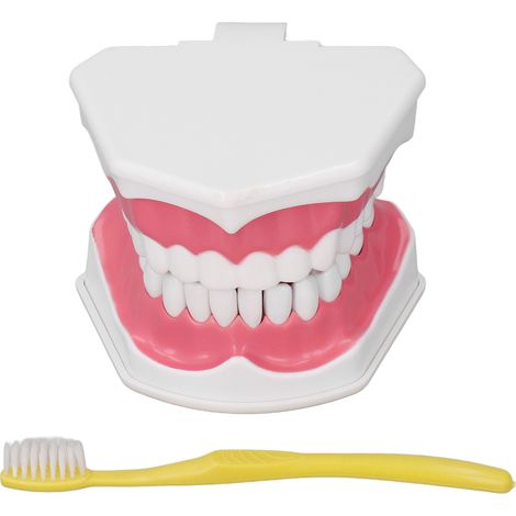 Kit de pratique de brossage dentaire avec modèle de dents, outil d'enseignement pour étude dentaire, ensemble avec brosse (1/5)