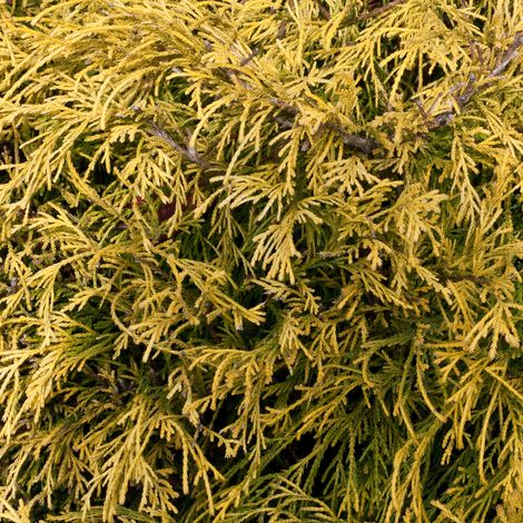 Faux-cyprès de Sawara Sungold - Chamaecyparis pisifera Sungold 30/40cm Pot 8L (1/3)