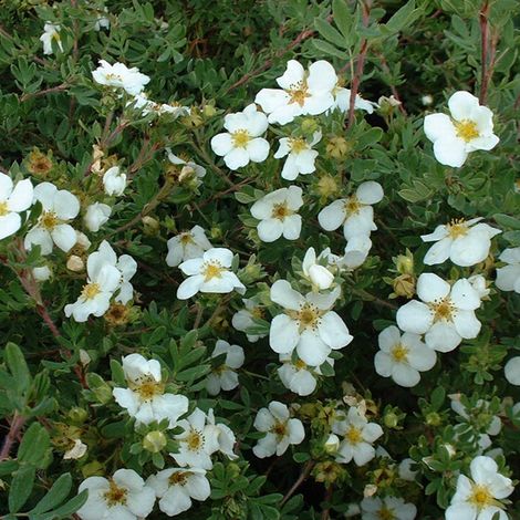 Potentille arbustive 'Abbotswood' - 25-30 cm pot