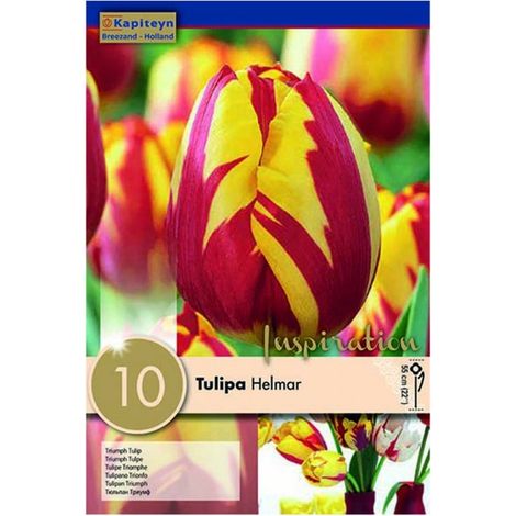 Bulbi di Tulipano Helmar 10 pz Kapiteyn