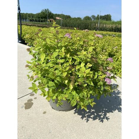 Gardenaria Spirea - Spiraea japonica 'Golden Princess' - Arbusto ornamentale da giardino - Altezza: 50/70 cm (vaso19) (1/2)