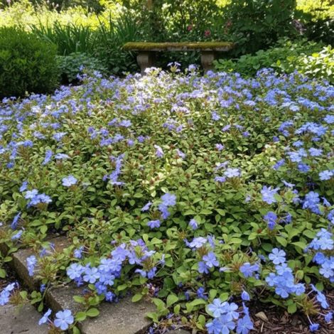 Dentelaire rampante, Ceratostigma/Godet - 5/20 cm