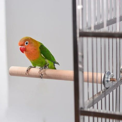 Tige de meulage pour griffes de perroquet, tige de support, accessoires pour oiseaux, tige de meulage pour cage à perroquet, tige de meulage pour nid d'oiseau, accessoires pour cage à oiseaux (1/3)
