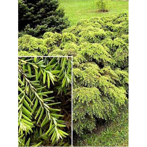 Tsuga canadensis 'Jeddeloh' Pot de 2L/3L